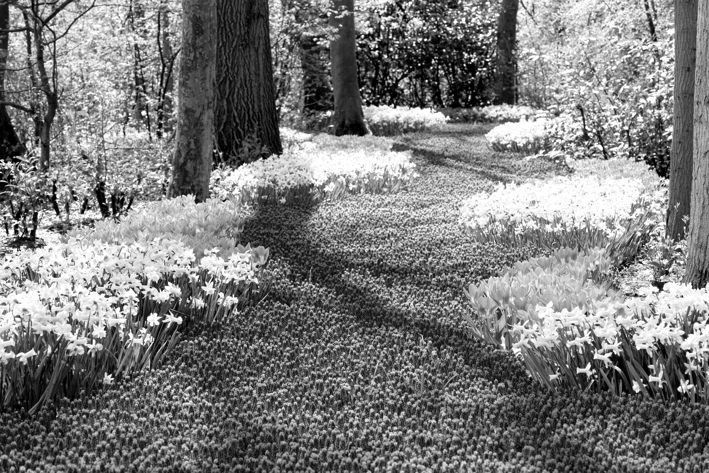 Papermoon Fototapete "Wald Schwarz & Weiß"