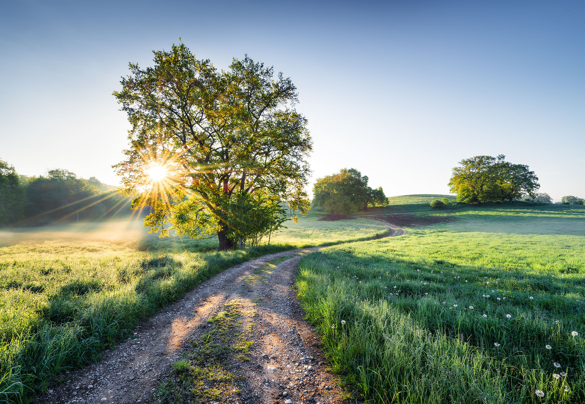 Komar Fototapete "Meadow Trail - Größe 368 x 254 cm" bedruckt glatt Wohnzimmer, Schlafzimmer