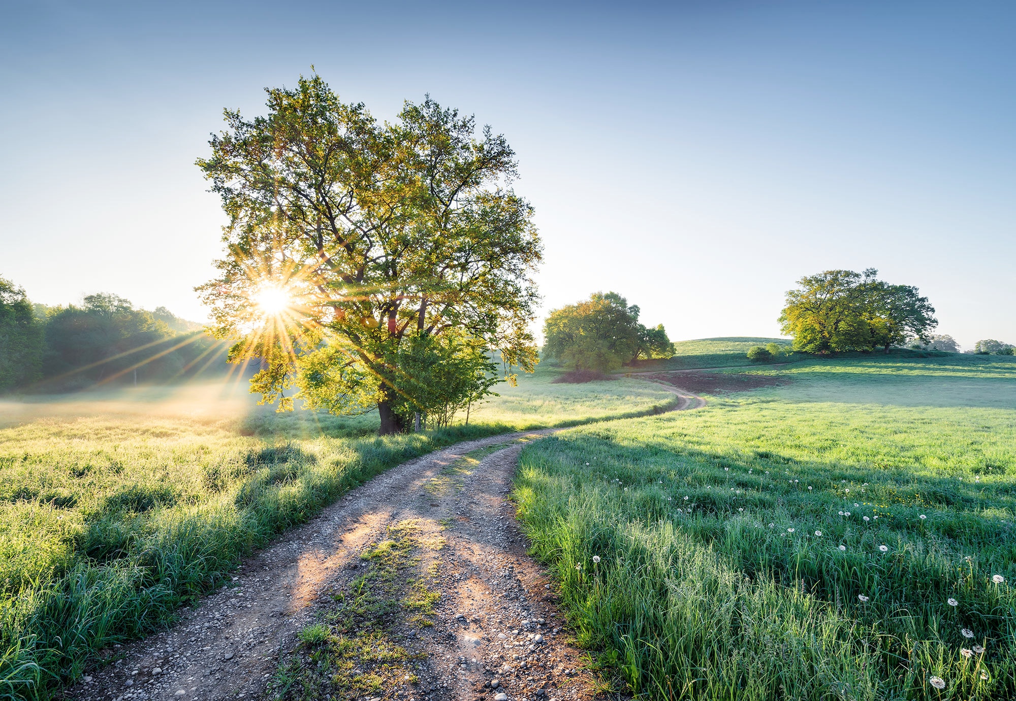 Komar Fototapete "Meadow Trail - Größe 368 x 254 cm", bedruckt, Wohnzimmer, Schlafzimmer