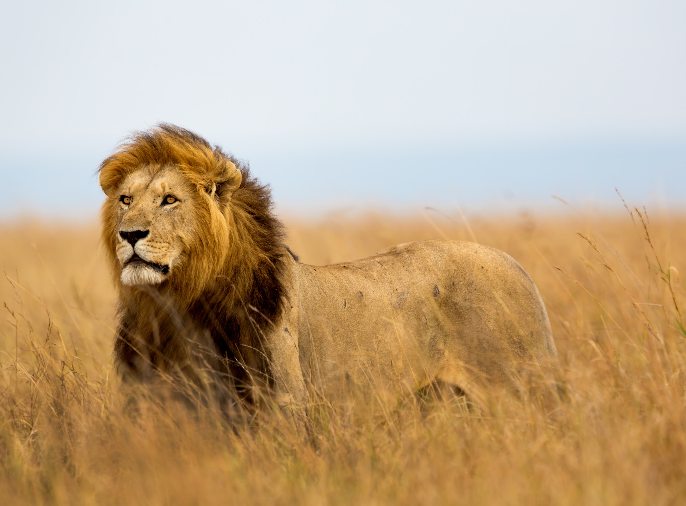 Papermoon Fototapete »Lion in Masai Mara Kenya«