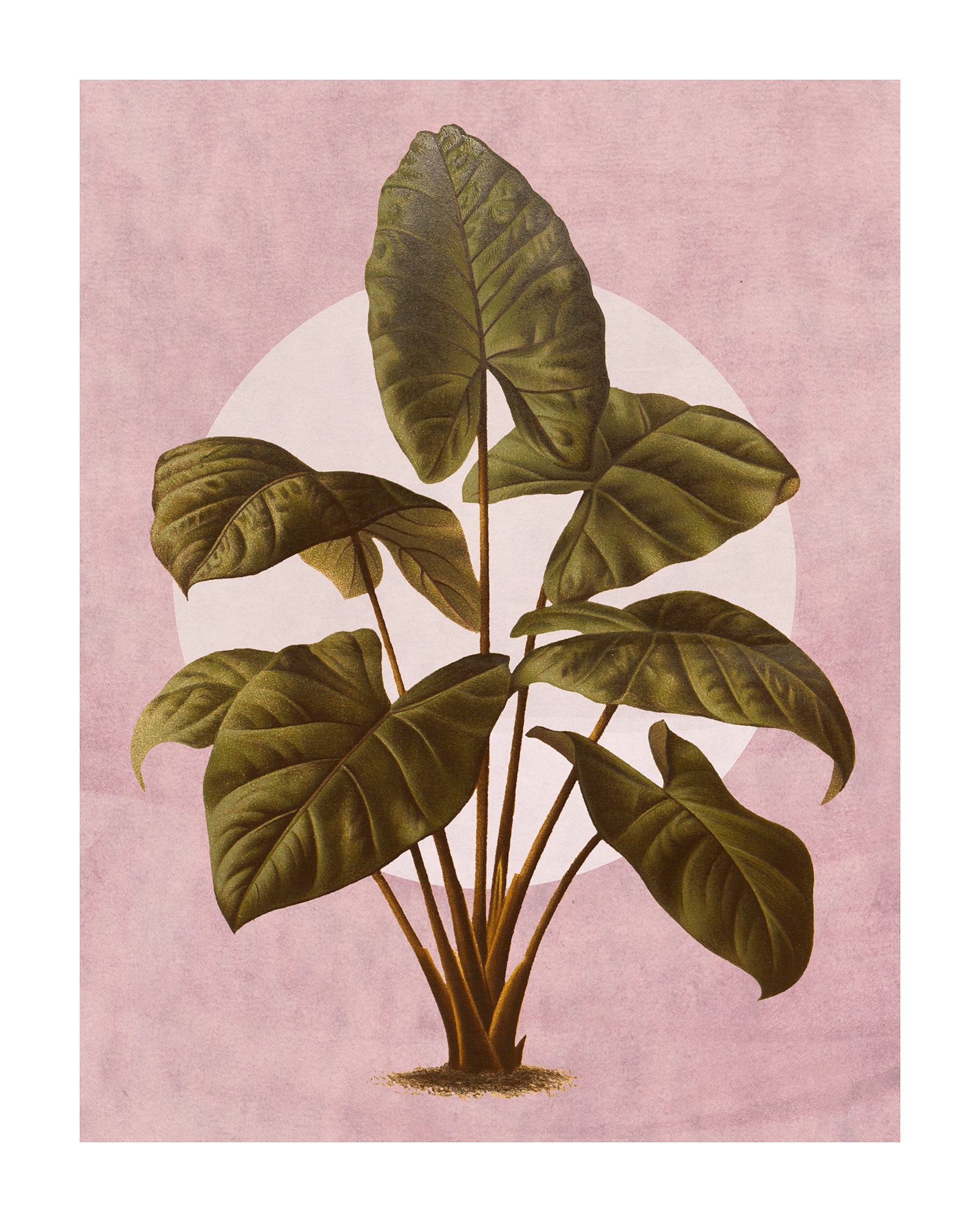 Komar Bild "Créatures Végétales" Natur 1 Stk. tlg. Wandbild zur Dekoration günstig online kaufen