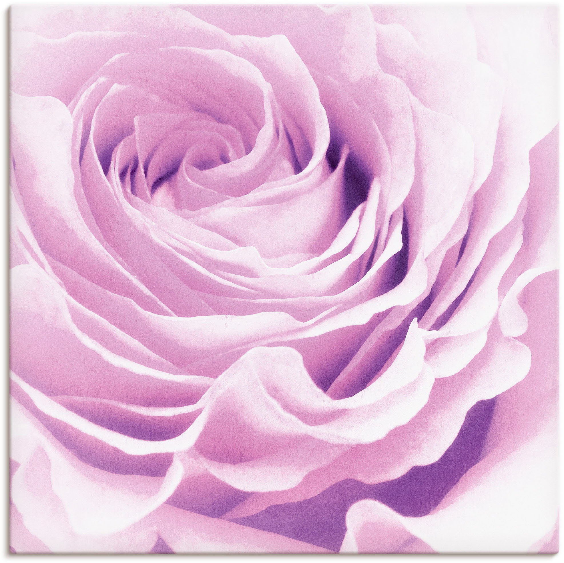 Artland Wandbild "Pastell Rose", Blumen, (1 St.), als Leinwandbild, Poster, Wandaufkleber in verschied. Größen