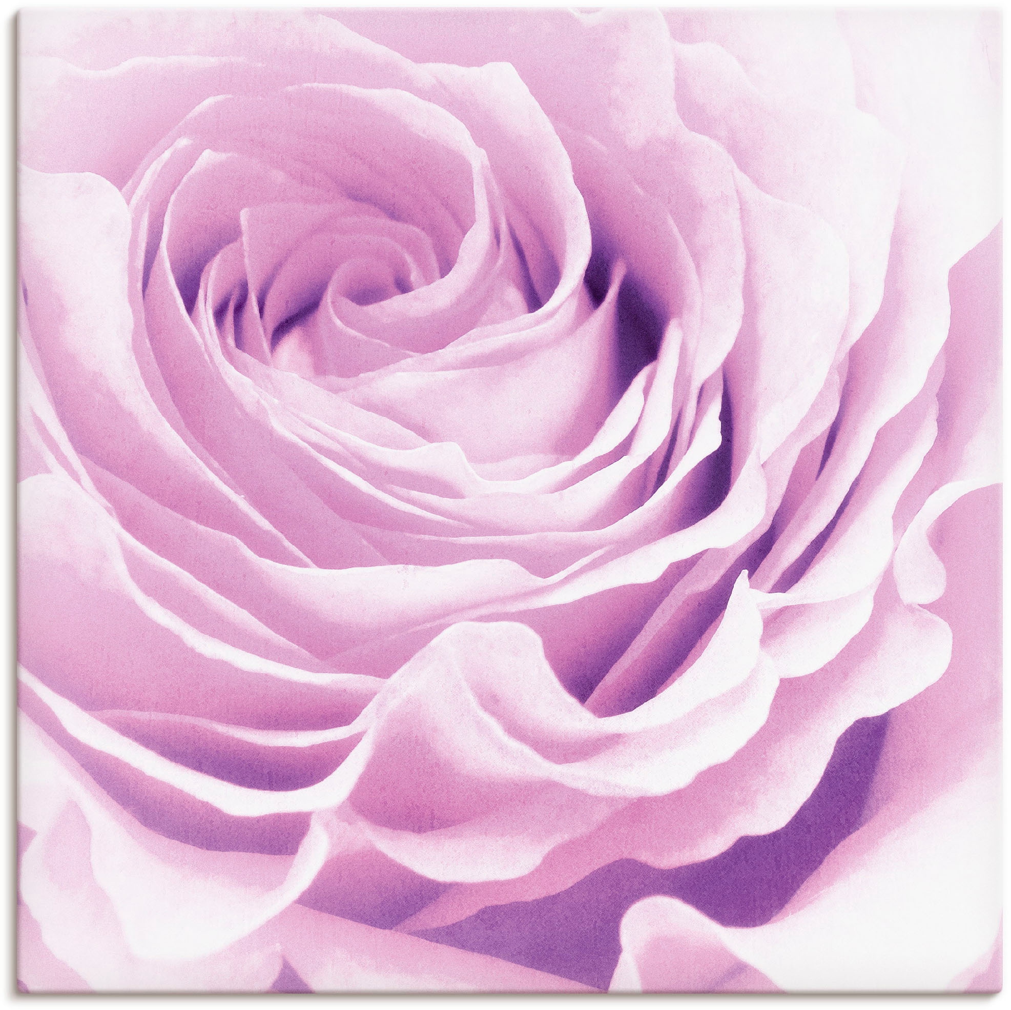 Artland Wandbild "Pastell Rose" Blumen 1 Stk. tlg. auf Holzrahmen gespannt günstig online kaufen