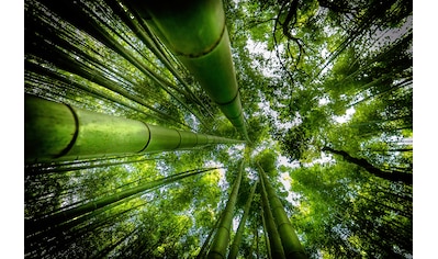 Fototapete »Photo-Art DAVID ROS, ARASHIYAMA«