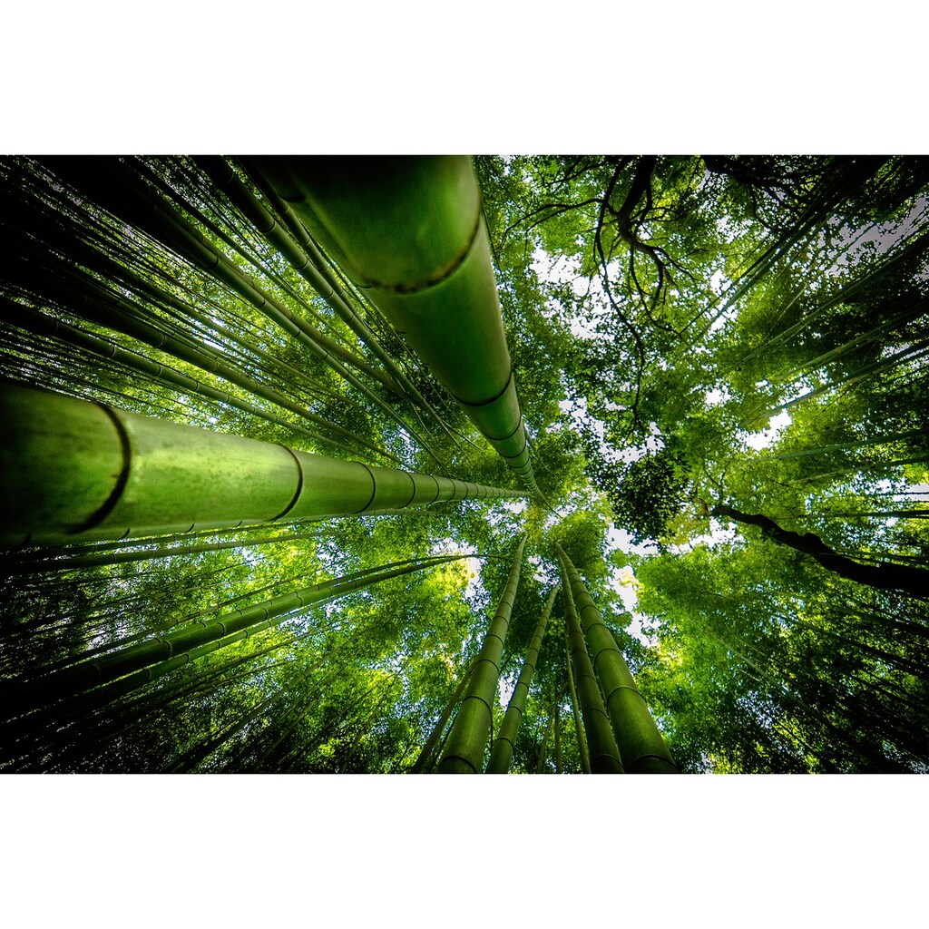 Papermoon Fototapete »Photo-Art DAVID ROS, ARASHIYAMA«