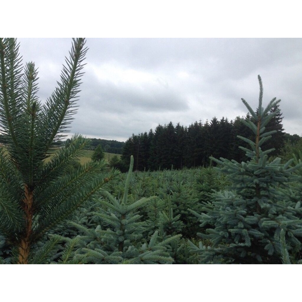 Weihnachtsbaum Guru Echter Weihnachtsbaum »Edeltanne im Topf, Weihnachtsdeko«, Edeltanne