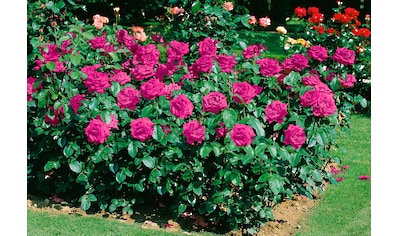BCM Rose »Heidi Klum®«, (1 St.), Höhe: 35-40 cm kaufen