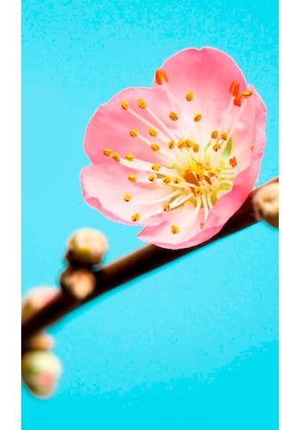 Komar Vliestapete »Peach Blossom« (Breite x ...