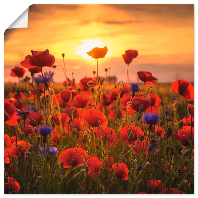 Artland Wandbild »Mohnblumen im Abendlicht«, Blumen, (1 St.), als Alubild,  Leinwandbild, Wandaufkleber oder Poster in versch. Größen bestellen | BAUR