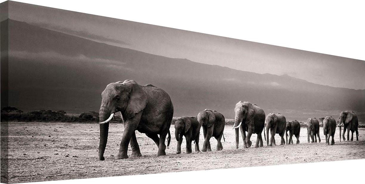 | BAUR »Elefantenparade« Wandbild Reinders! kaufen