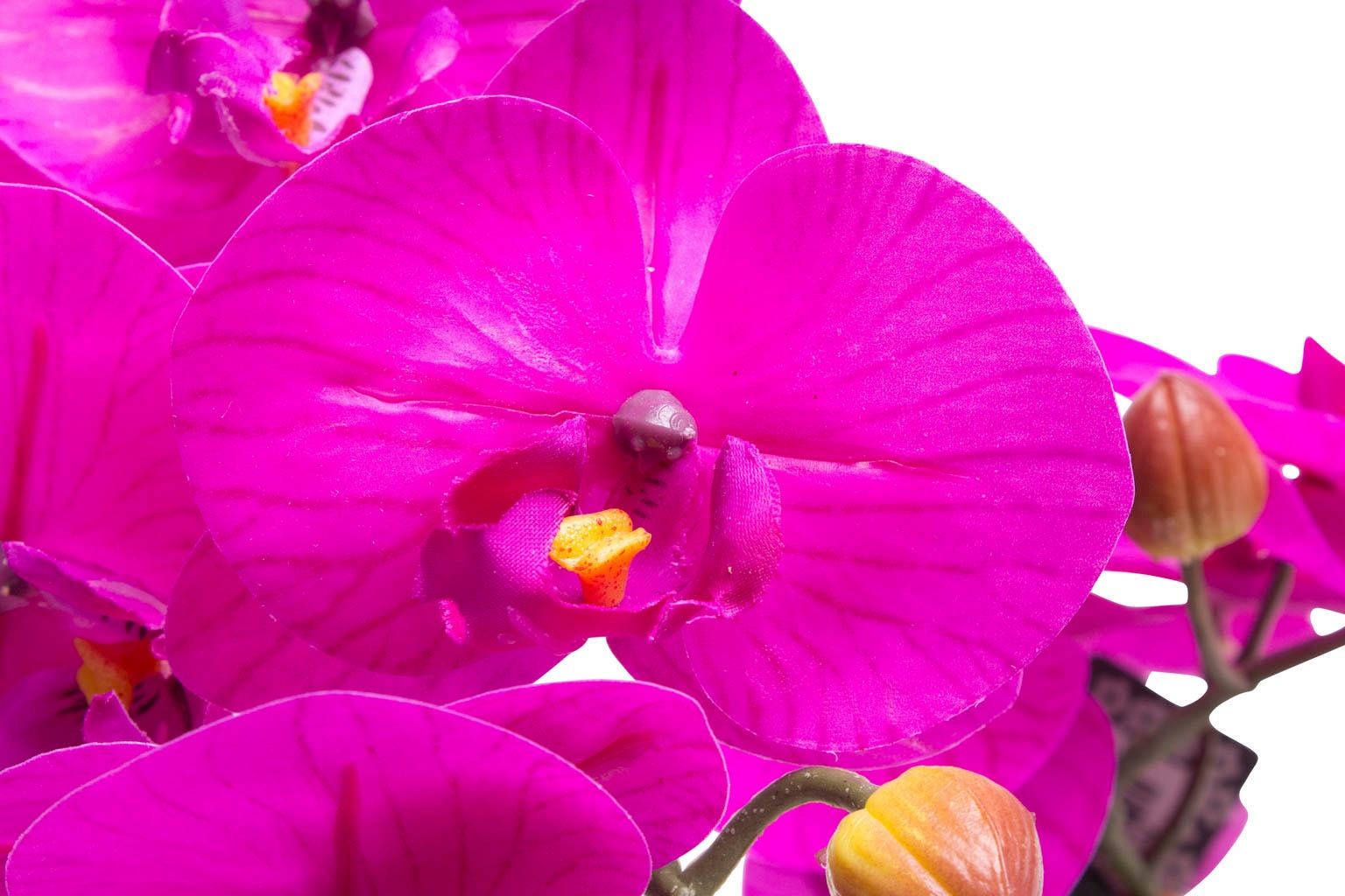 Botanic-Haus Kunstorchidee "Orchidee Bora" günstig online kaufen