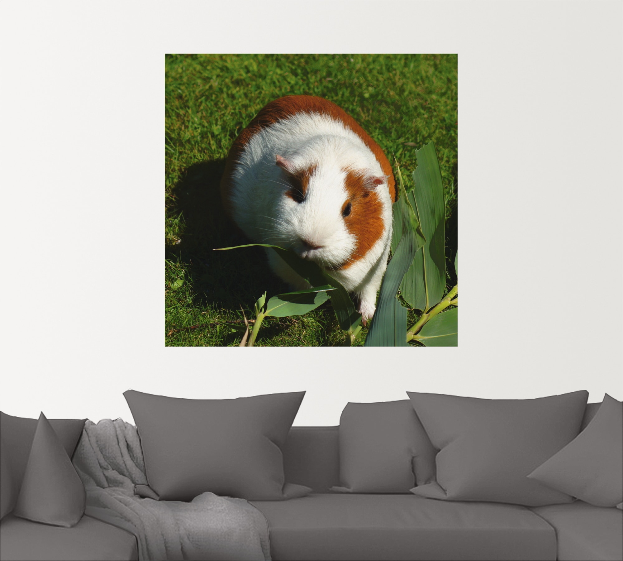 Artland Wandbild »Orange weißes Meerschweinchen«, Haustiere, (1 St.), als Alubild, Outdoorbild, Leinwandbild in verschied. Größen