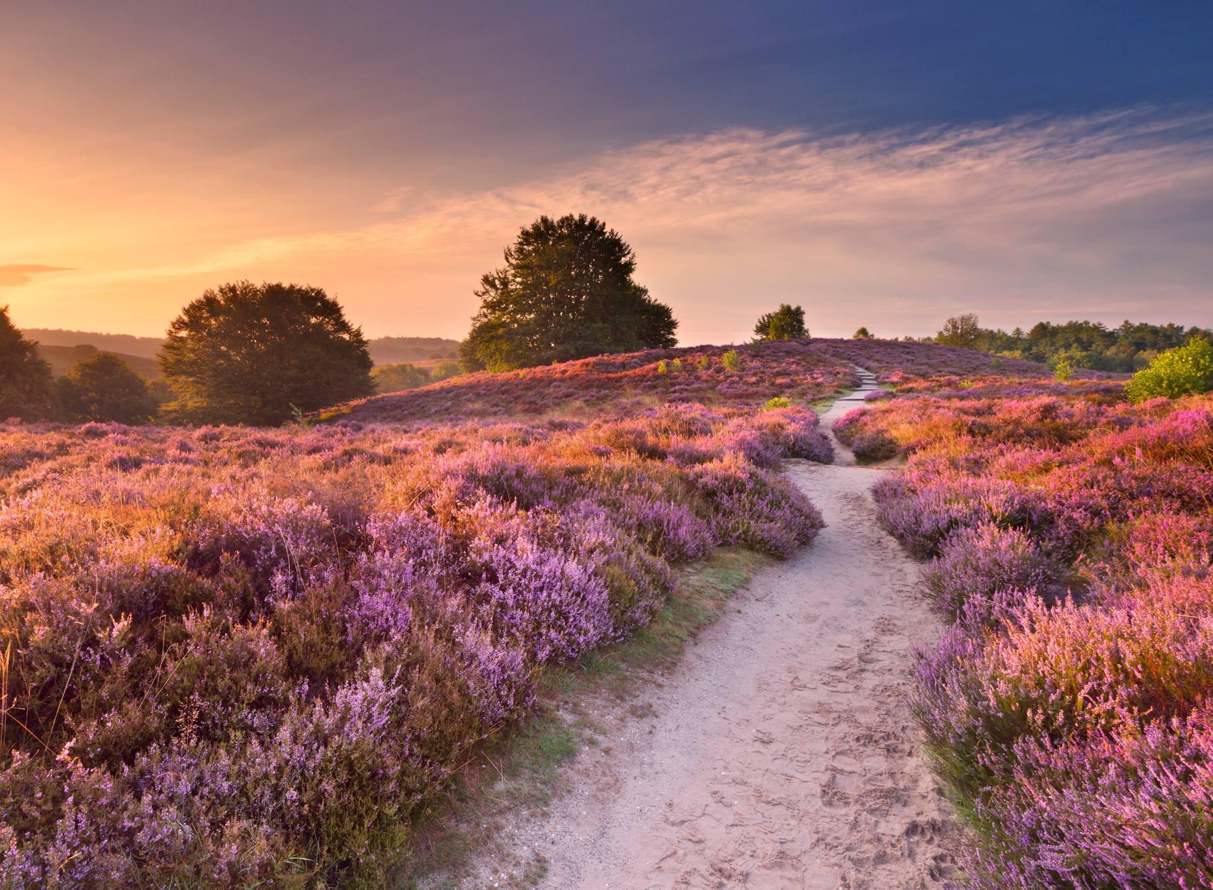 Papermoon Fototapete »Blooming Heather at Sunrise« glatt