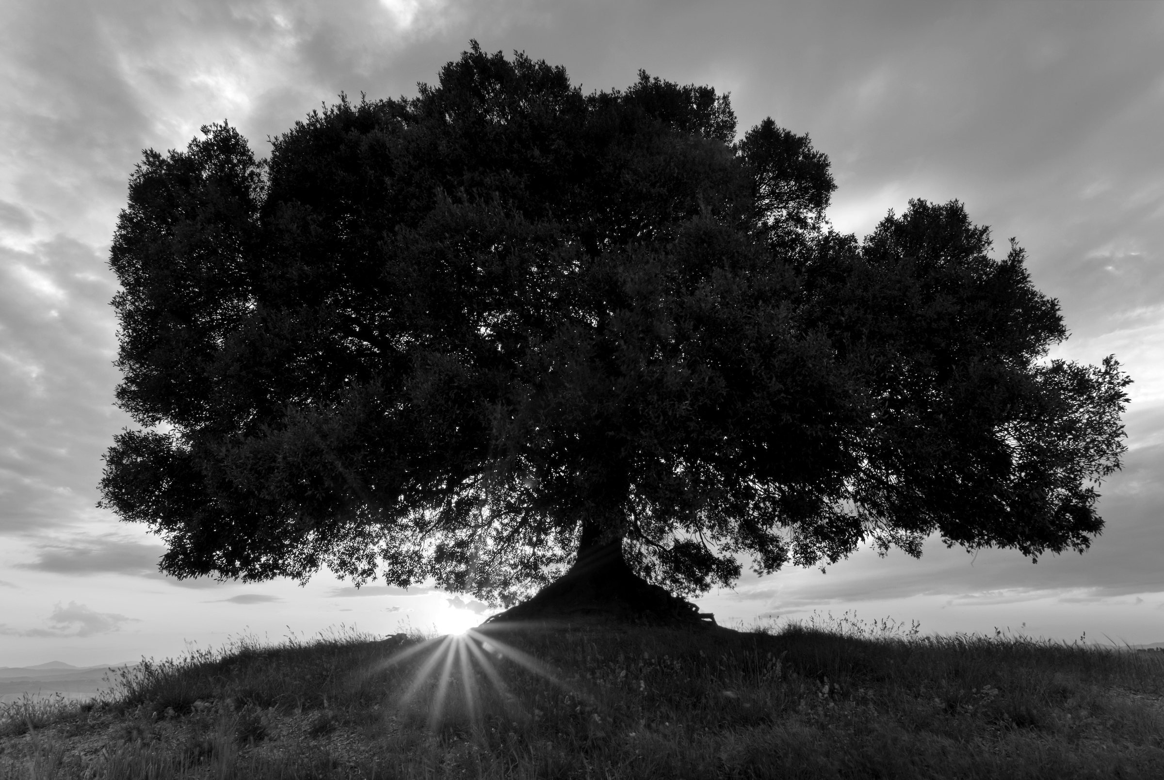 Papermoon Fototapete "Baum Schwarz & Weiß"
