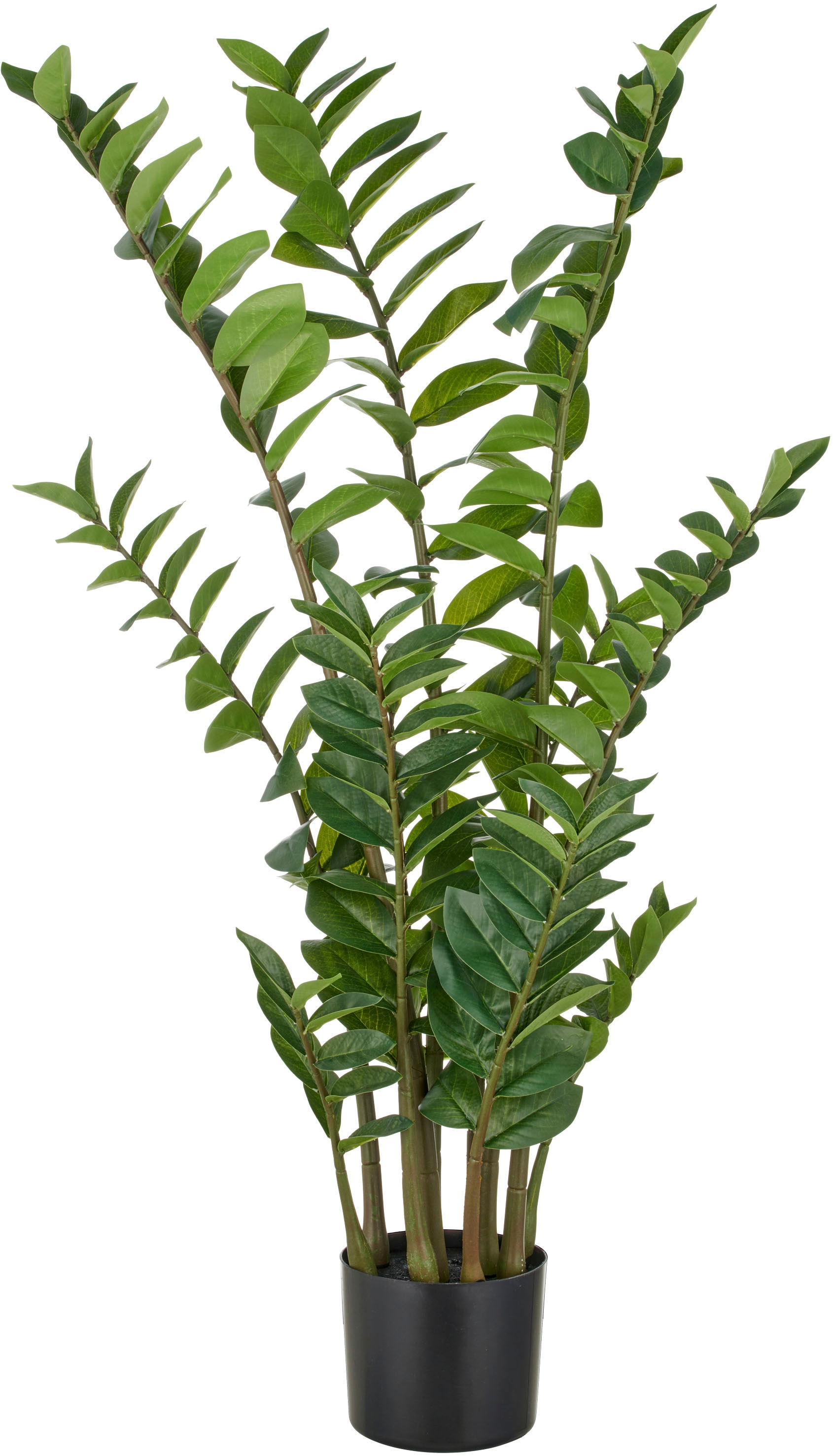 Creativ green Kunstpflanze "Zamifolia", mit detailgetreuer Gestaltung günstig online kaufen