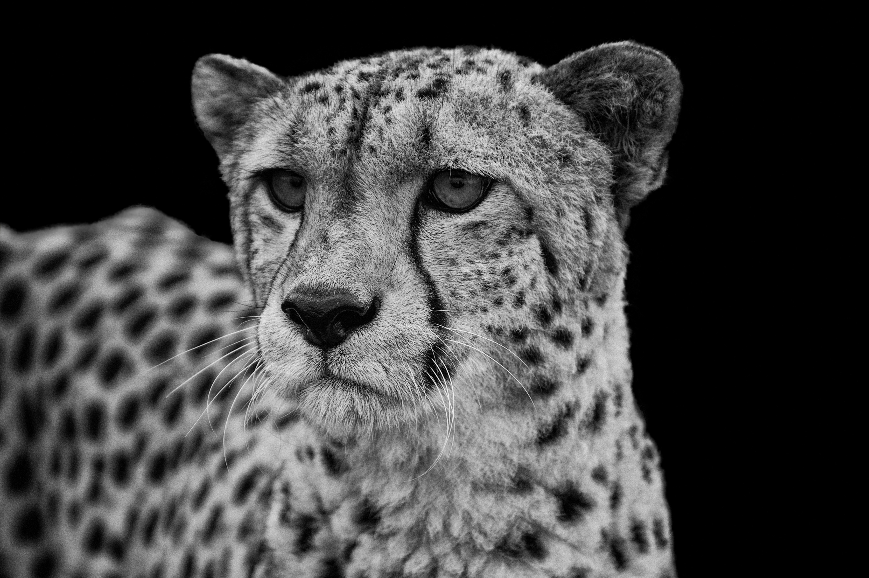 Papermoon Fototapete "GEPARD-LÖWE PUMA TIGER JAGUAR SCHWARZ WEIß WANDBILD XXL"