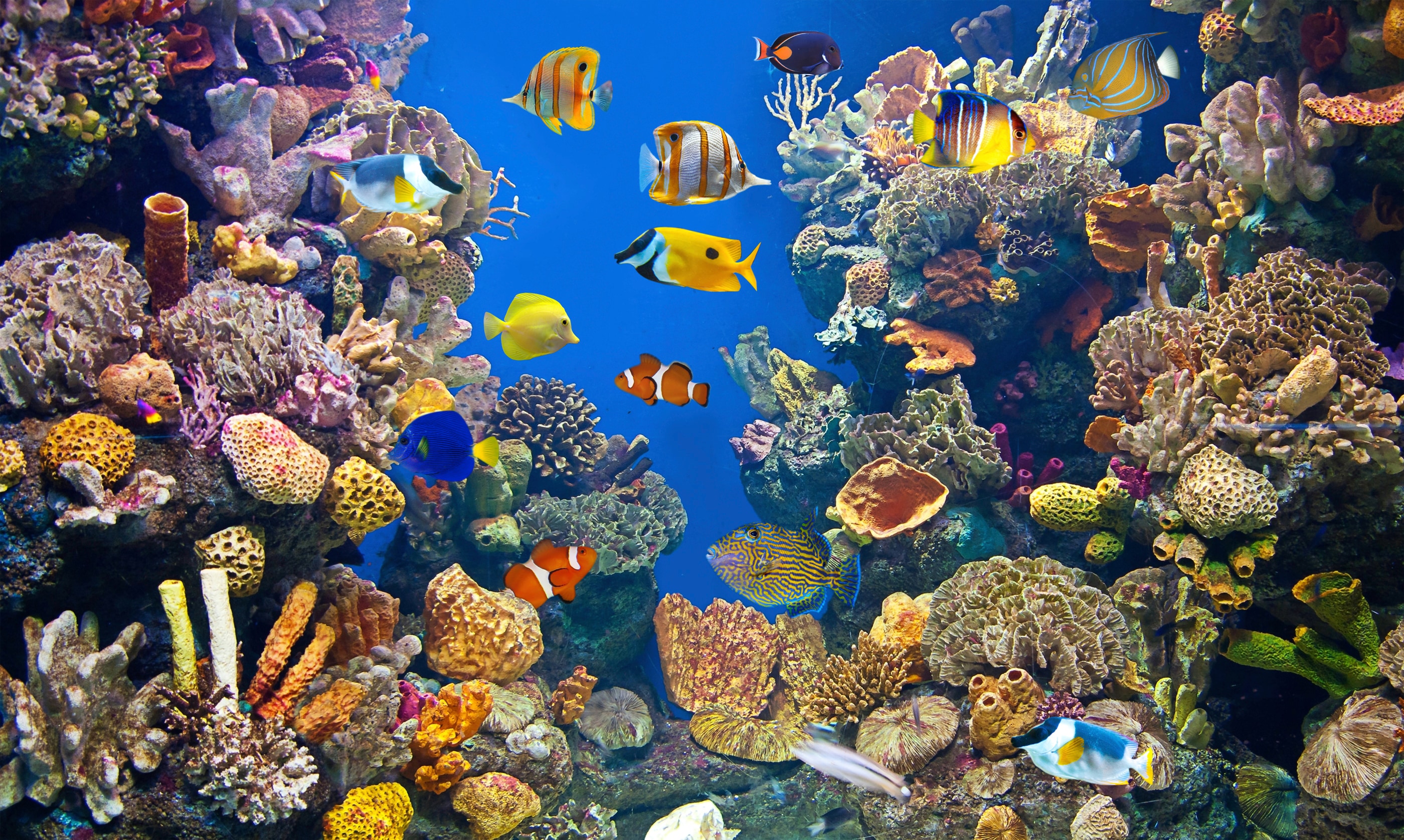 Papermoon Fototapete "UNTERWASSER-WELT-FISCHE KORALLE SEE MEER TIERE OZEAN"