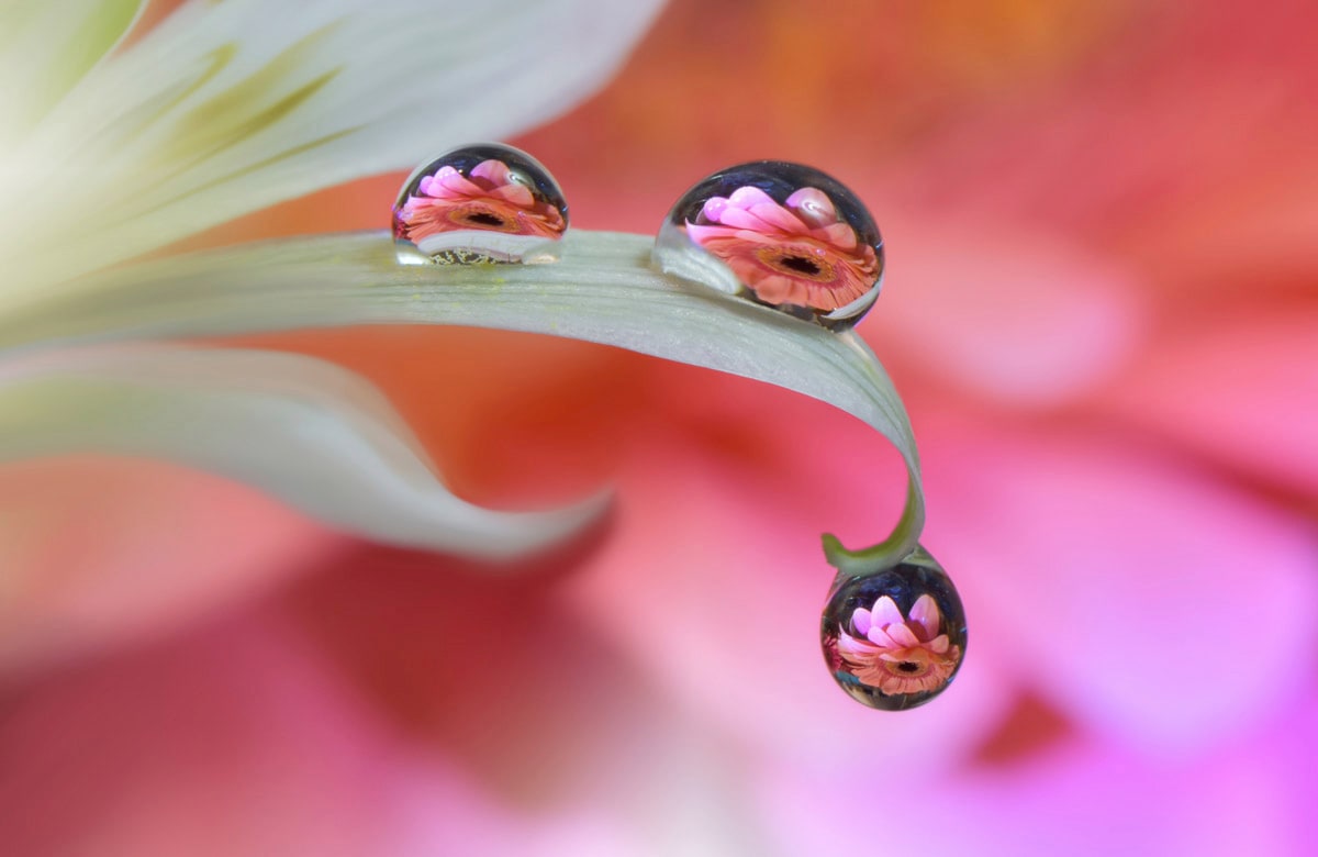 Papermoon Fototapete "Zen Wassertropfen mit Blume Makro"