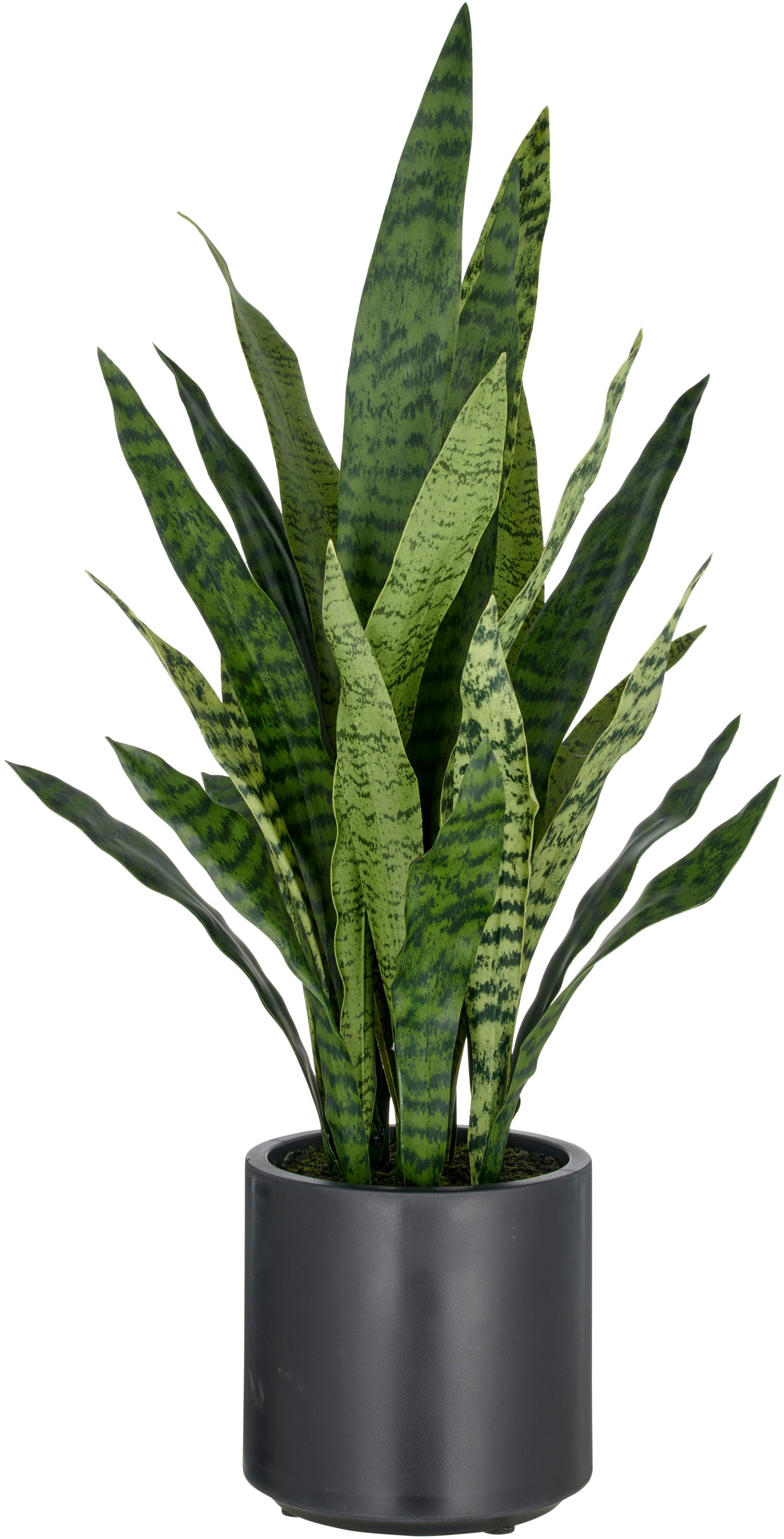 Creativ green Kunstpflanze "Sansevieria zeylanica", im eleganten Topf günstig online kaufen