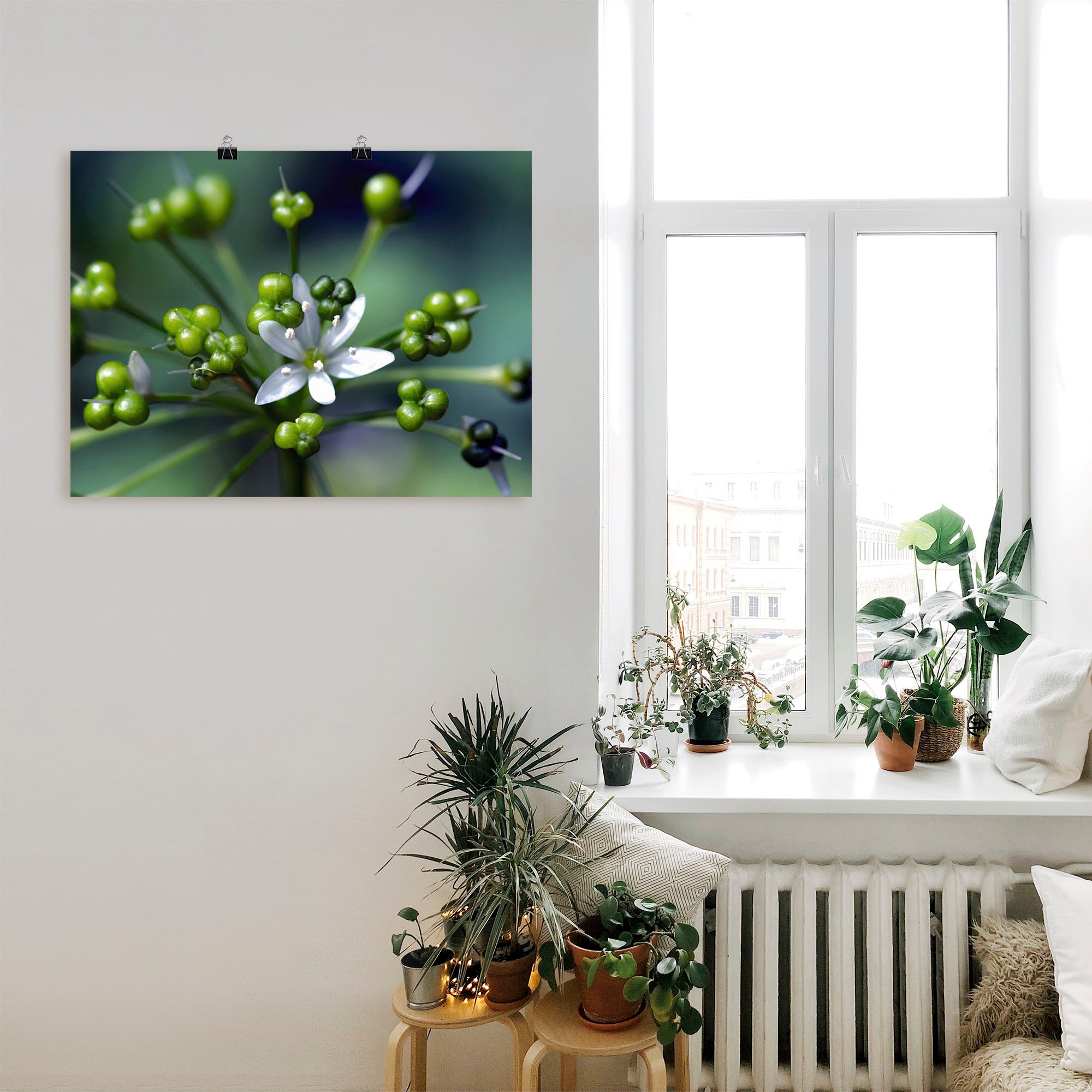 Artland Wandbild »Bärlauchblüte«, Blumen, (1 St.), als Leinwandbild, Poster in verschied. Größen