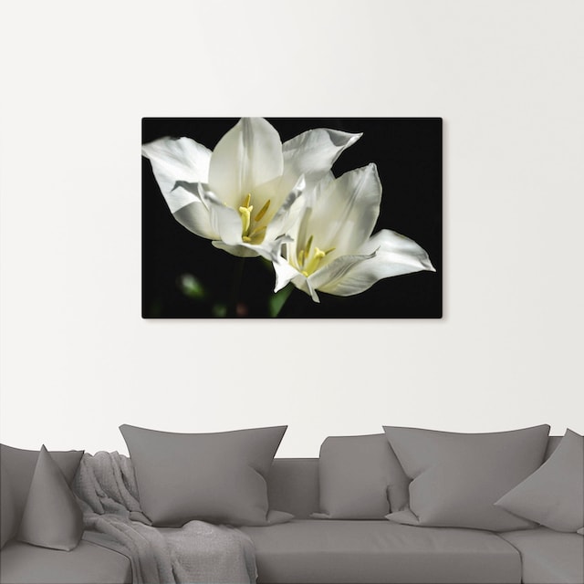 Artland Wandbild »Tulpen - weiß auf schwarz«, Blumenbilder, (1 St.), als  Alubild, Leinwandbild, Wandaufkleber oder Poster in versch. Größen kaufen |  BAUR