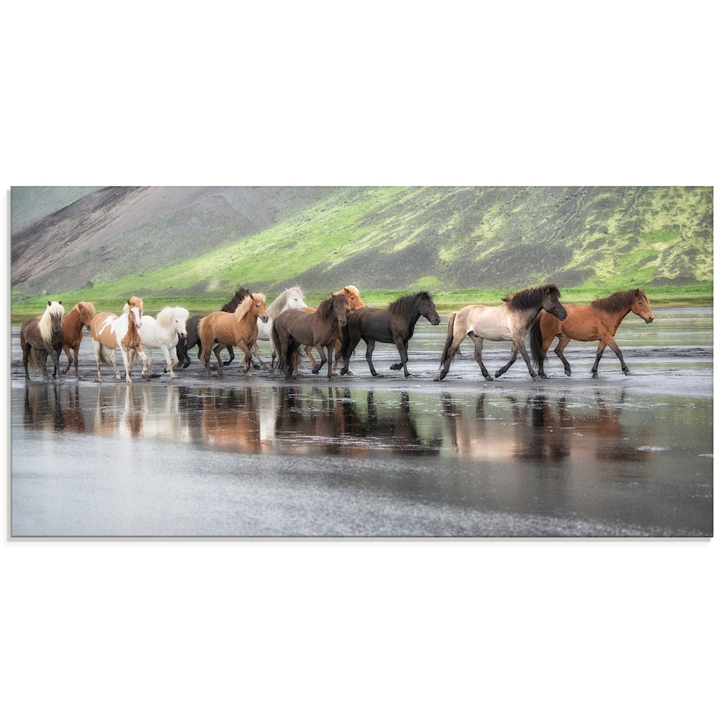 Artland Glasbild »Isländische Pferde XIV«, Haustiere, (1 St.)