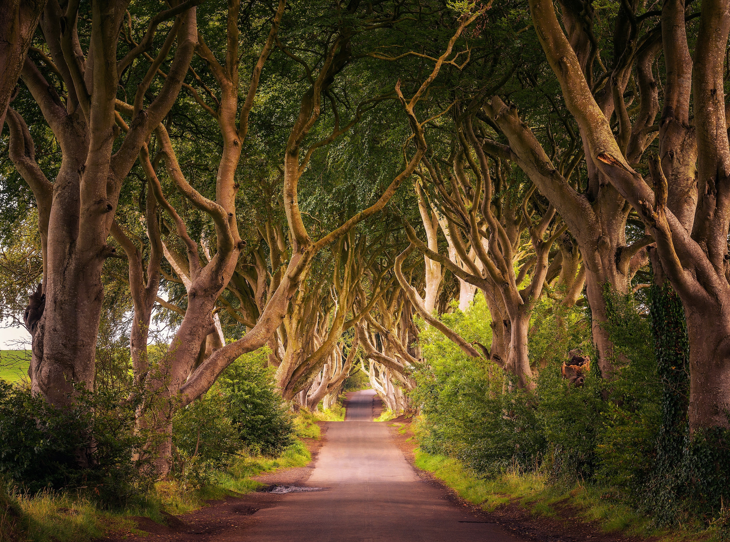 Papermoon Fototapetas »Dark Hedges Tree Tunnel«
