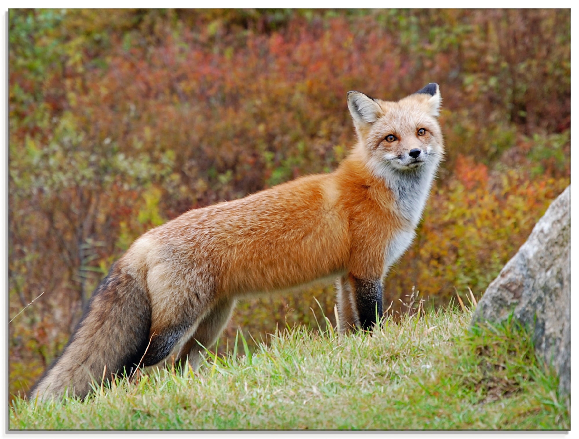Artland Glasbild "Fuchs I" Wildtiere 1 Stk. tlg. in verschiedenen Größen
