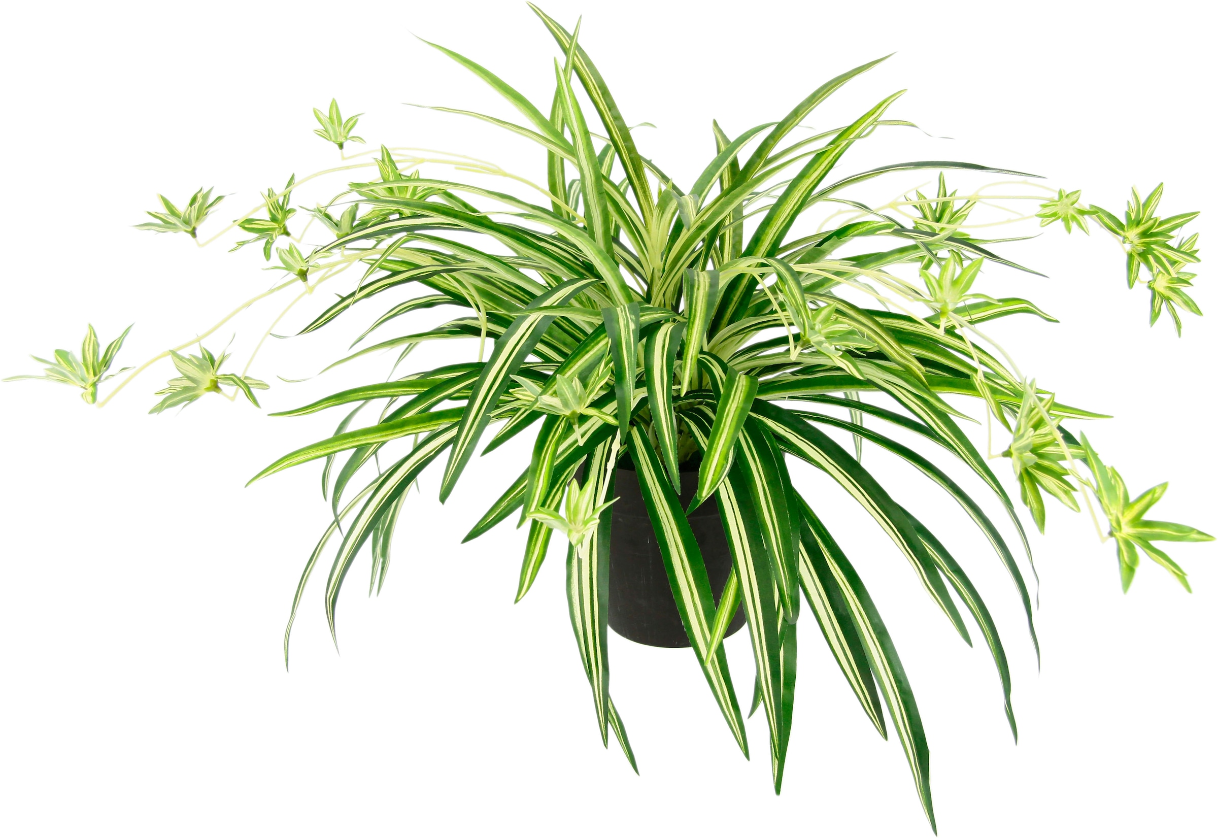 I.GE.A. Kunstpflanze »Wasserlilie« im puodas