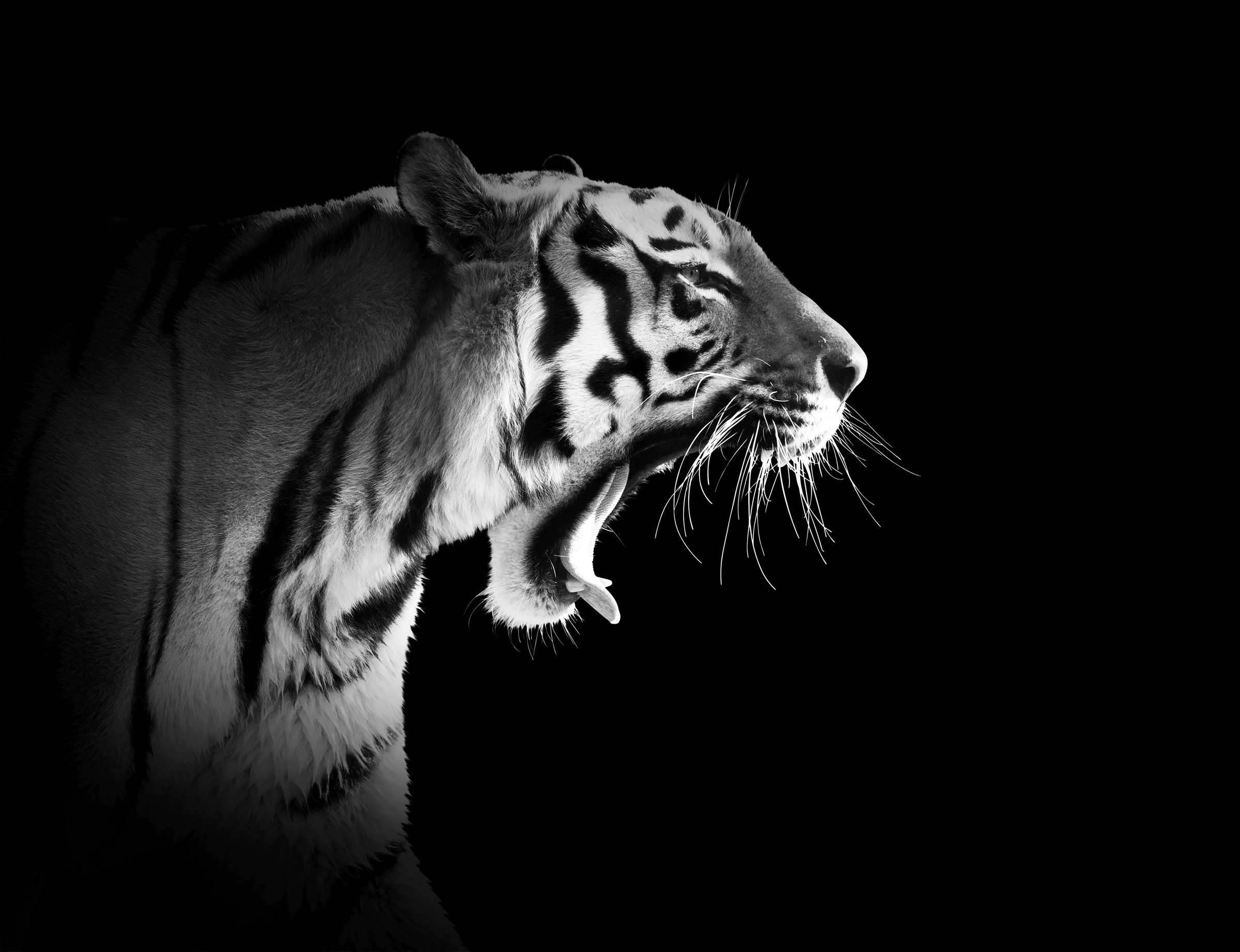 Papermoon Fototapete "Tiger Schwarz & Weiß"