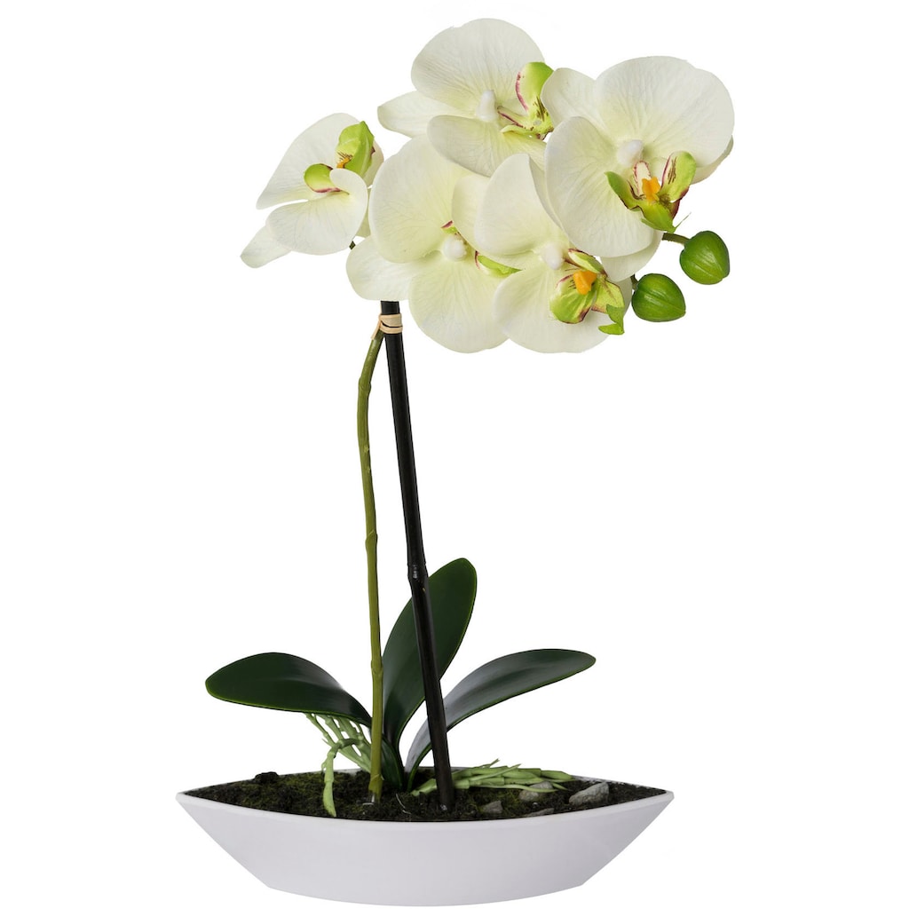 Creativ green Kunstorchidee »Phalaenopsis«, (2 St.), 2er Set, in Kunststoffschale