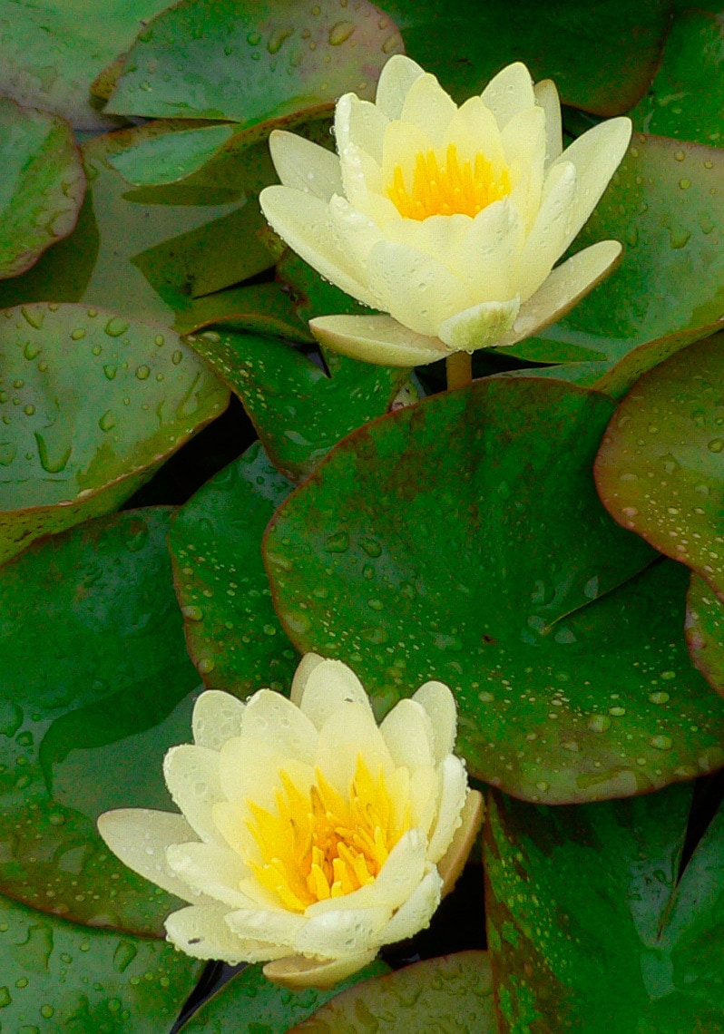 BCM Wasserpflanze Seerose Colonel A.J.Welch gelb 1 St.