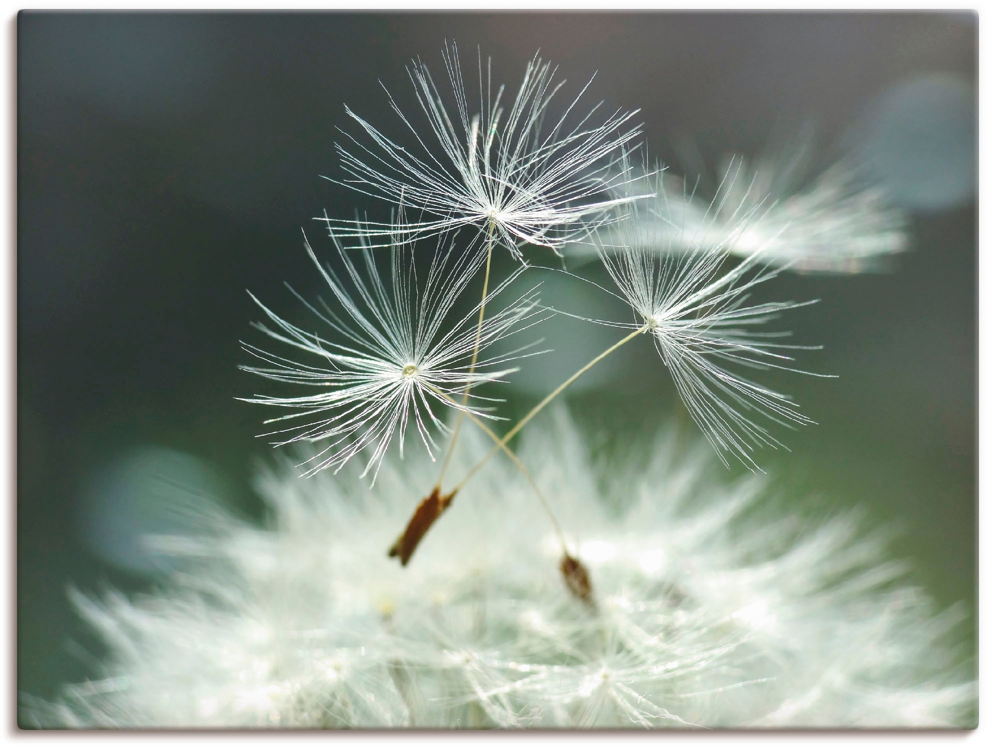 Artland Paveikslas »Pusteblume Facility« Blume...