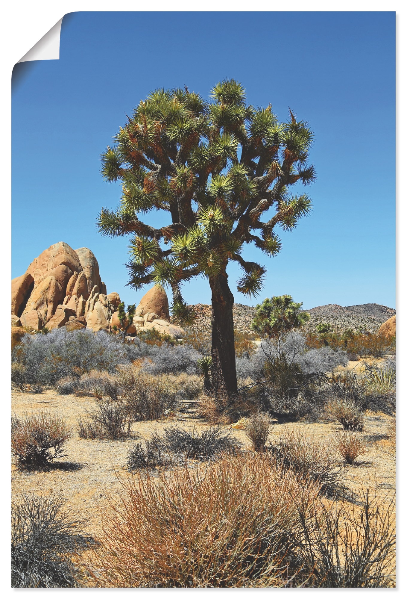 Black Friday Wüste, Tree oder | Mojave III«, BAUR als Wandbild in der Größen Alubild, Artland (1 Poster Wüste in St.), versch. Leinwandbild, Wandaufkleber »Joshua