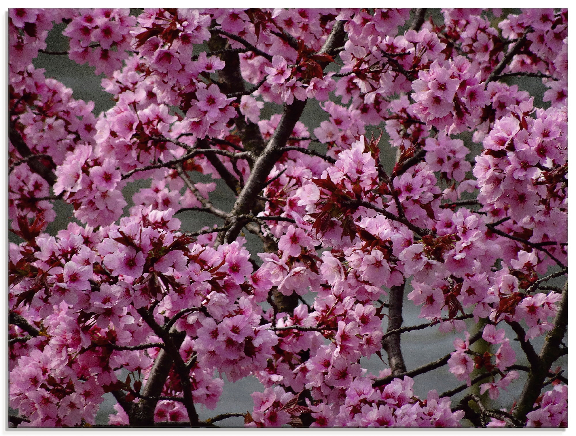 Artland Glasbild "Japanische Zierkirschen Blüte", Bäume, (1 St.), in verschiedenen Größen