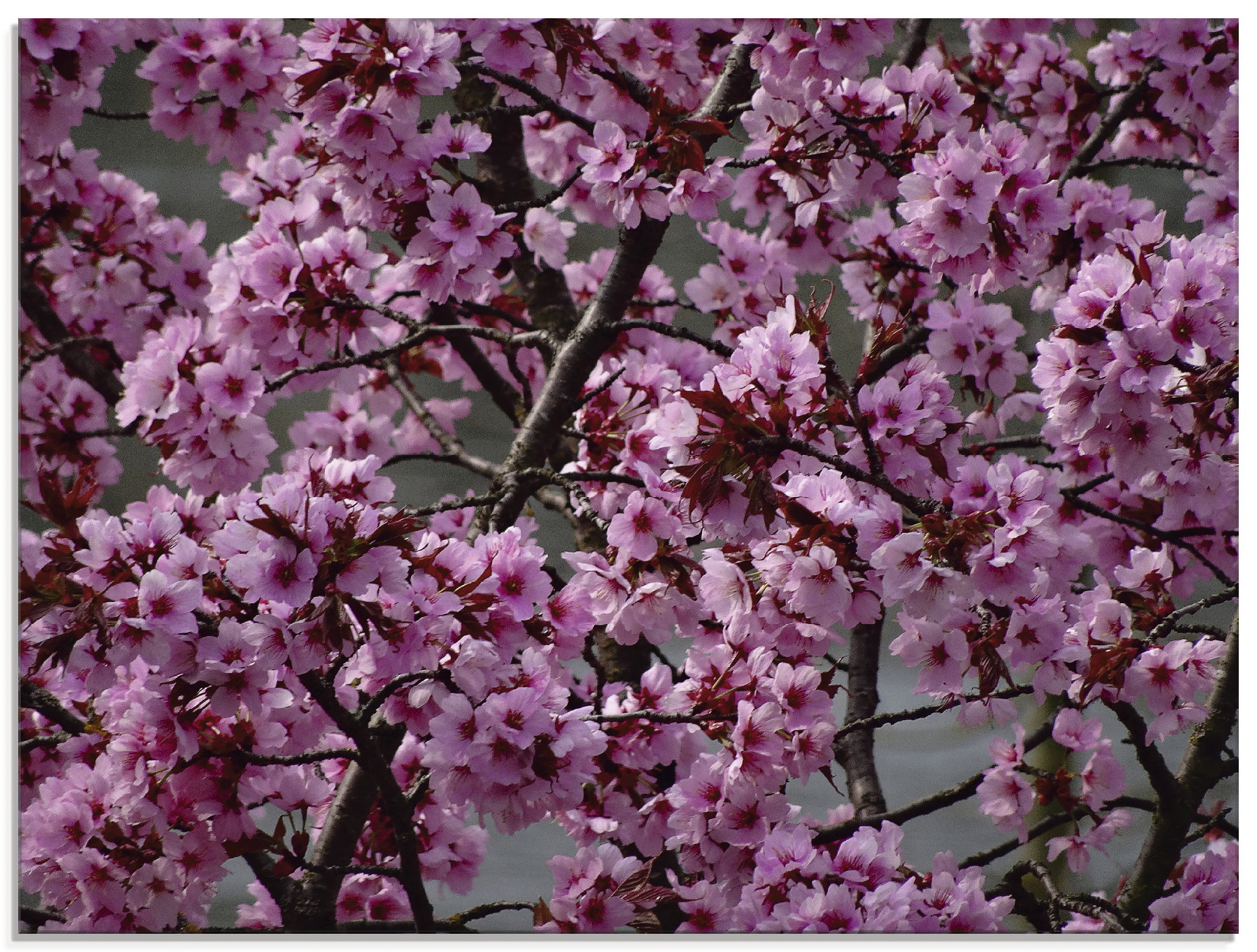 Artland Glasbild "Japanische Zierkirschen Blüte" Bäume 1 Stk. tlg. in verschiedenen Größen