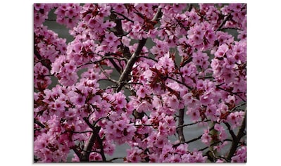 Glasbild »Japanische Zierkirschen Blüte«, Bäume, (1 St.)