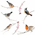 Komar Fensterbild »Vögel«, 31x31 cm, selbsthaftend