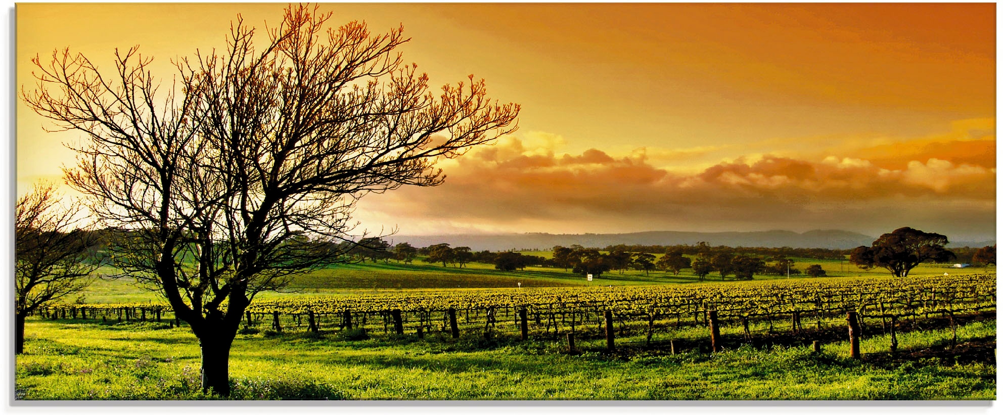 Artland Glasbild "Landschaft mit Weinbergen" Felder 1 Stk. tlg. in verschie günstig online kaufen