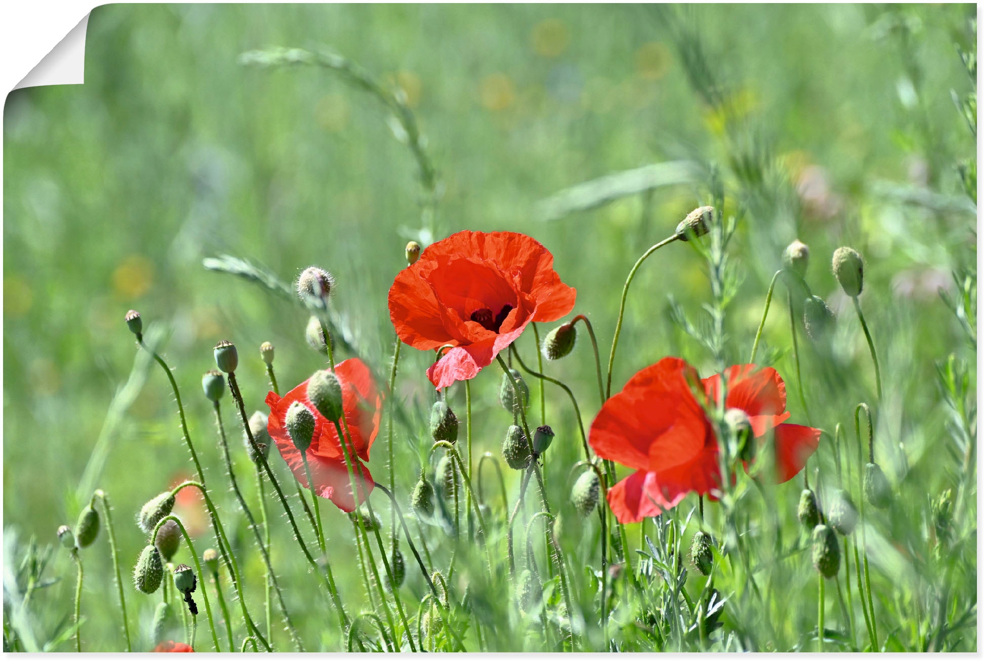 Artland Wandbild "Mohnblumen im Gras", Blumenbilder, (1 St.), als Leinwandb günstig online kaufen