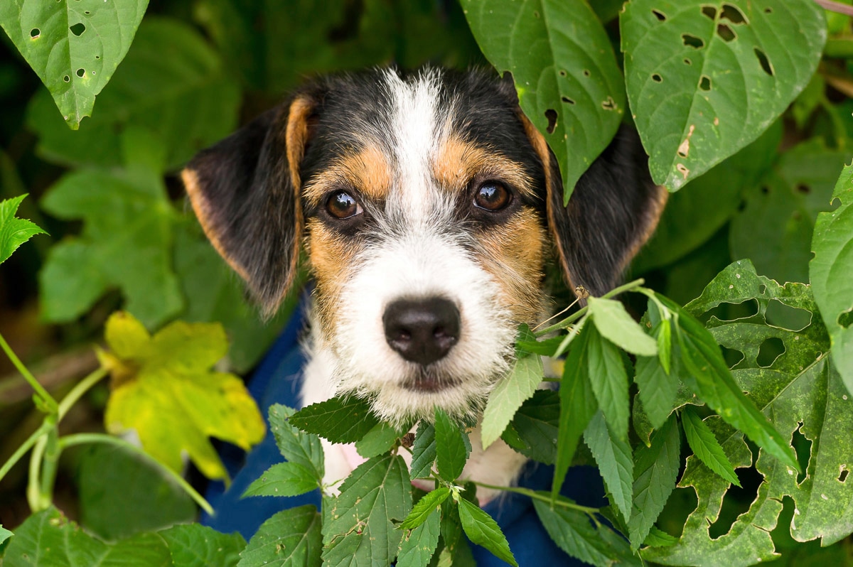 Papermoon "Hund"