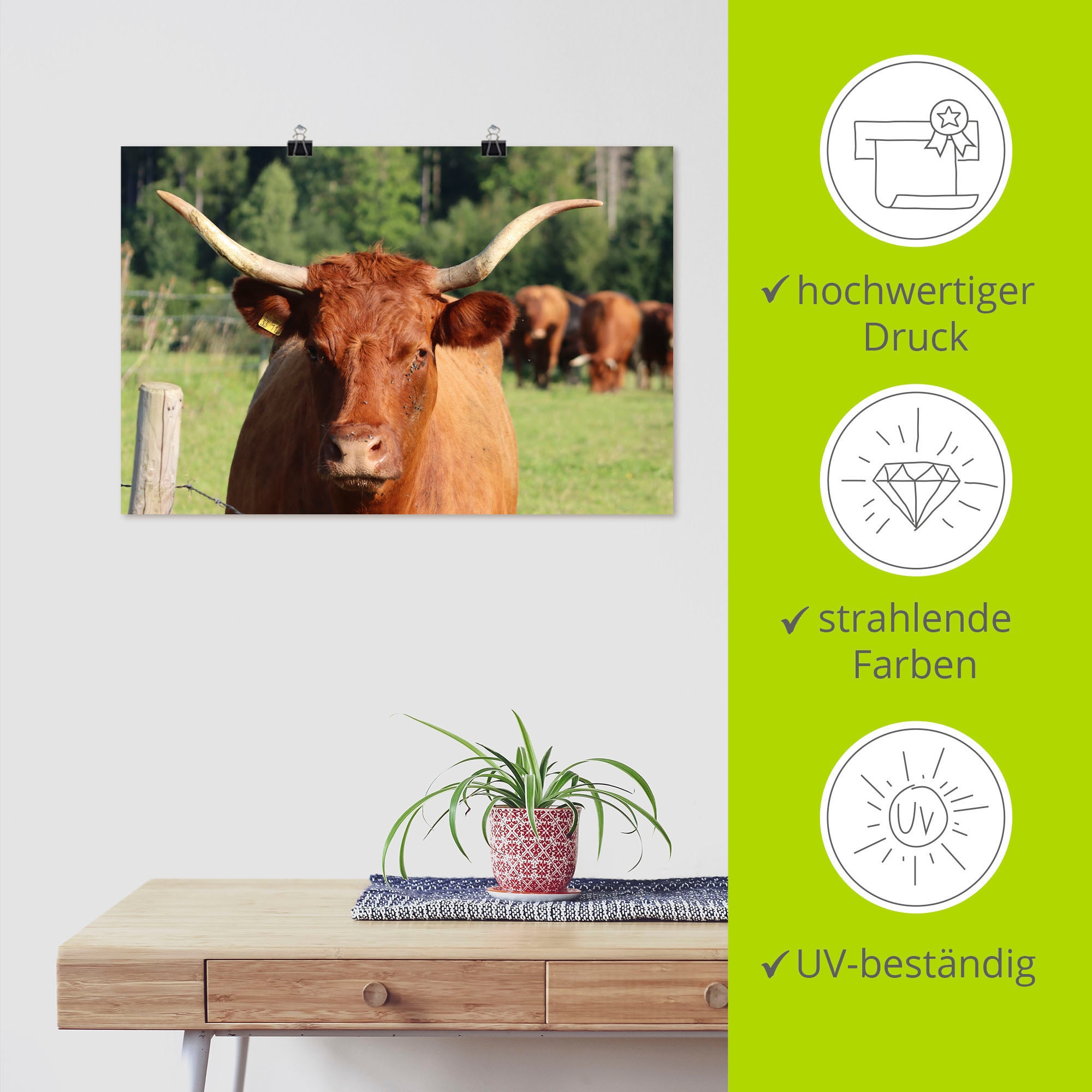 Artland Wandbild »Blickkontakt«, Kuhbilder, (1 St.), als Alubild, Leinwandbild, Wandaufkleber oder Poster in versch. Größen