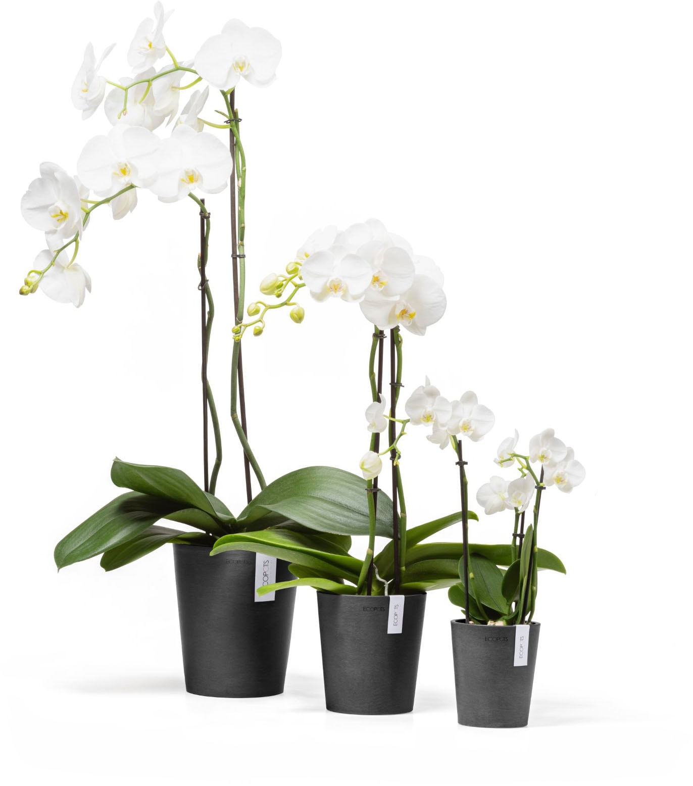 ECOPOTS Blumentopf »Morinda Orchidee 11 Dunkelgrau« für den Innenbereich