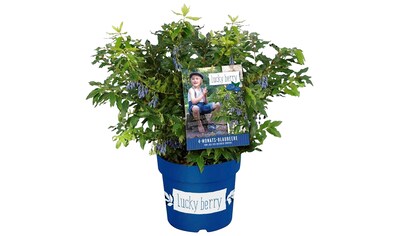 BCM Obstpflanze »Heidelbeere Lucky Berry 'Blue Berry'«, (1 St.), Höhe: 40-50 cm, 1... kaufen