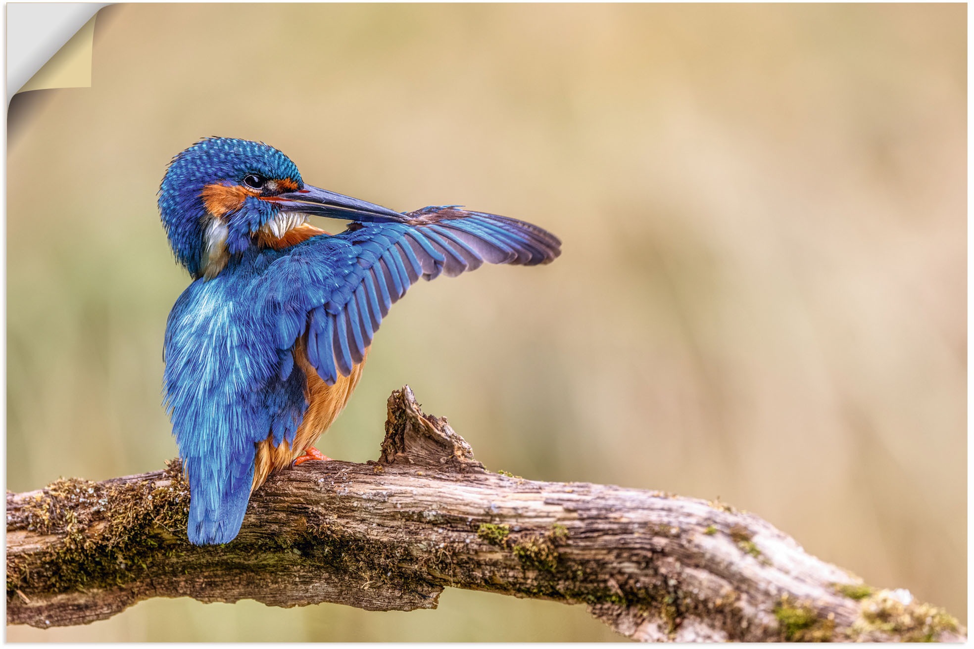 Artland Alu-Dibond-Druck "Eisvogel II", Vogelbilder, (1 St.), selbstklebend günstig online kaufen