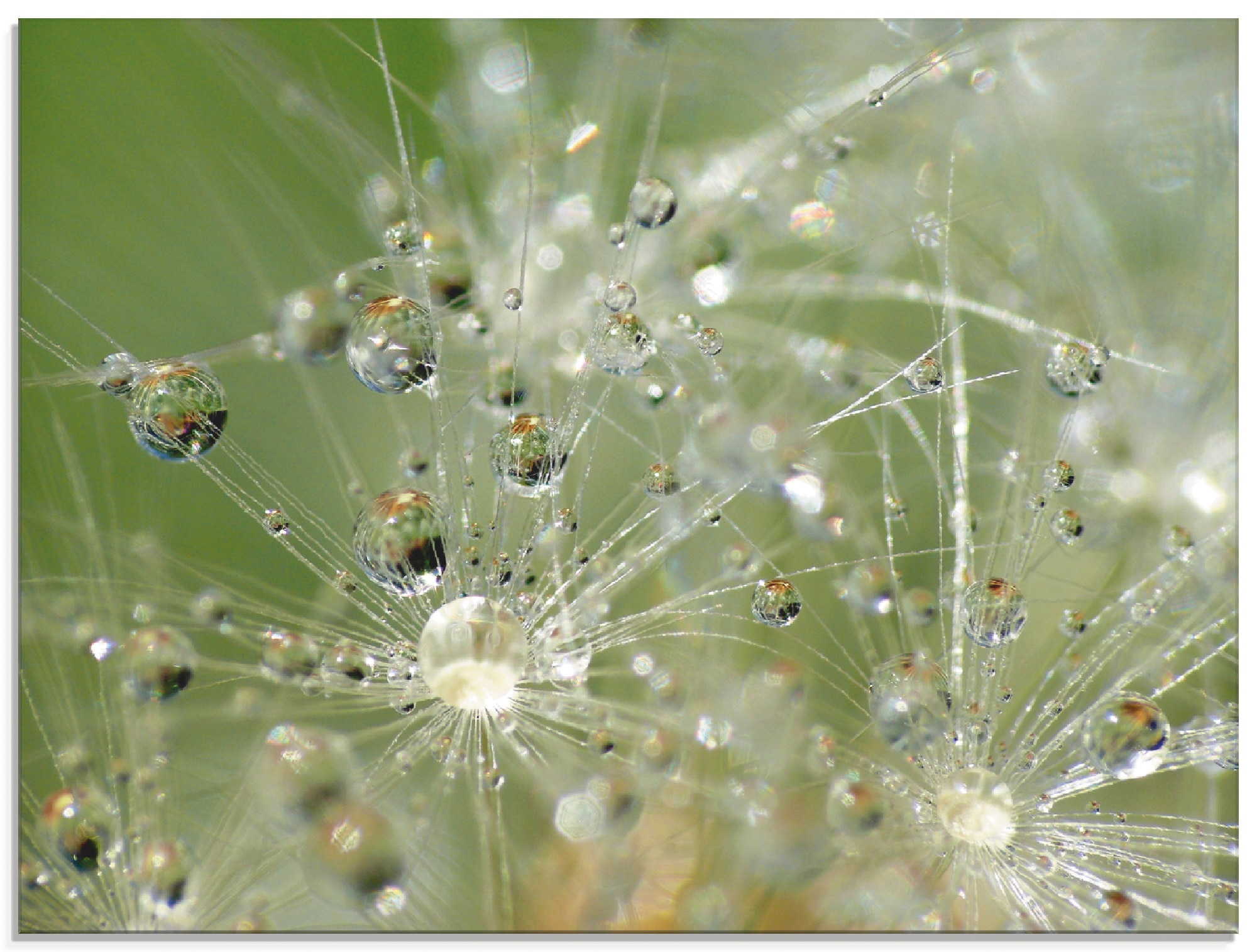 Artland Glasbild »Wassertropfen Pusteblume«, Blumen, (1 St.), in verschiedenen Größen