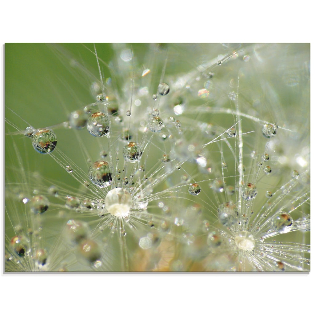 Artland Glasbild »Wassertropfen Pusteblume«, Blumen, (1 St.)