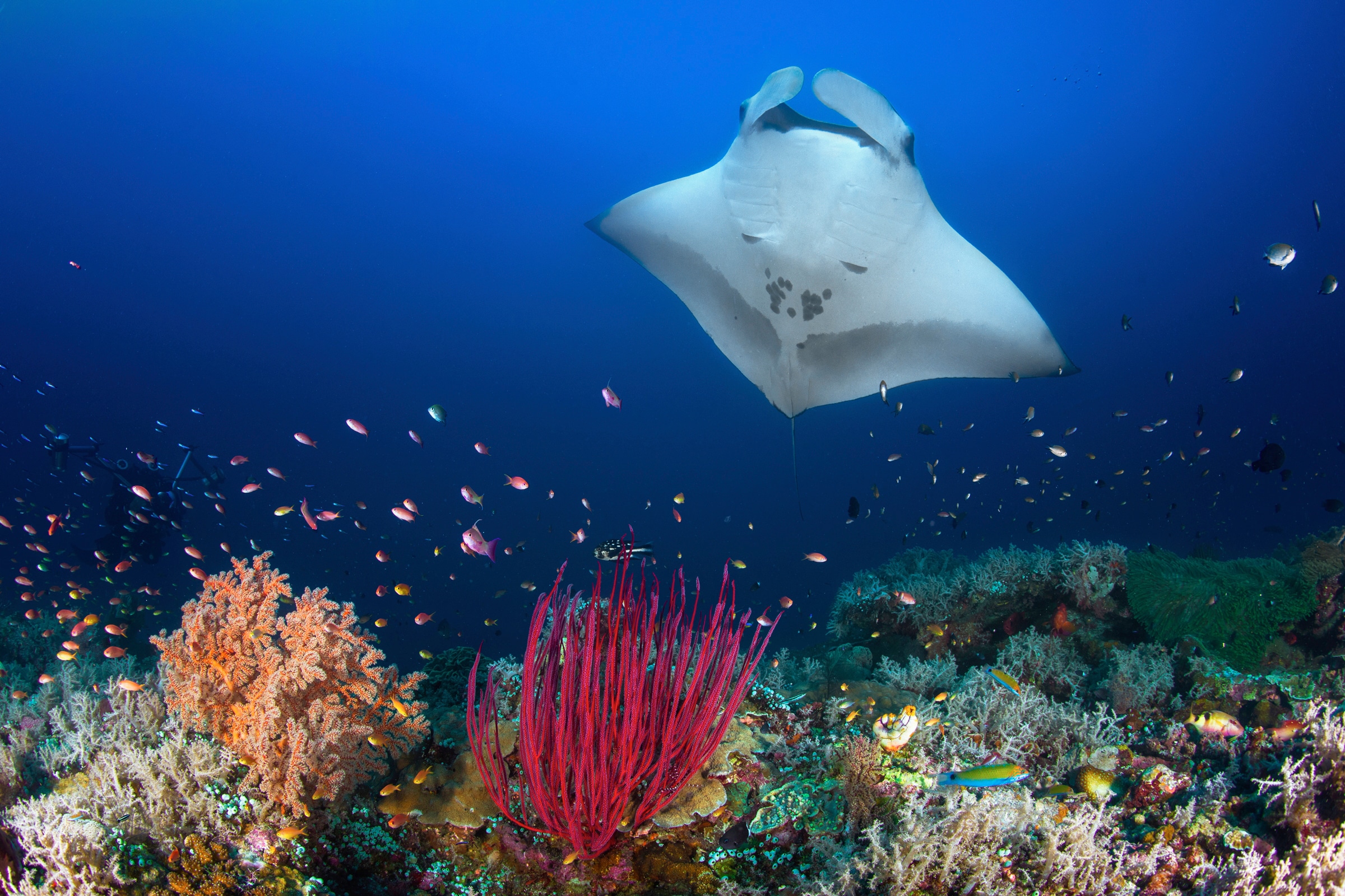 Fototapete PAPERMOON "Photo-Art BARATHIEU GABRIEL, OCEAN MANTA RAY AUF DEM RIFF", bunt, B:4m L:2,6m, Vlies, Tapeten - B/L: 4m x 2,6m, Bahnen: 8 Stk.