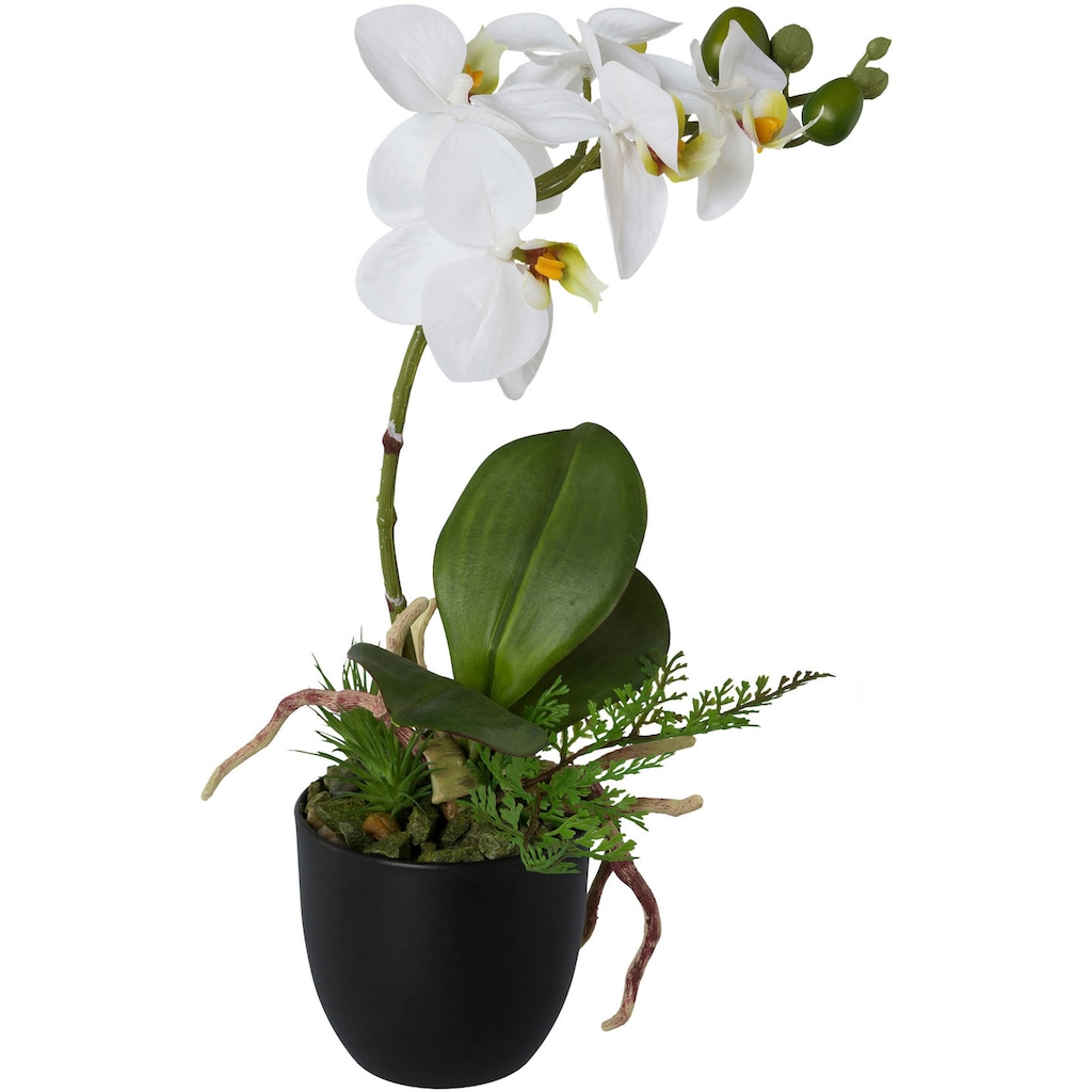 Creativ green Kunstorchidee »Phalaenopsis«