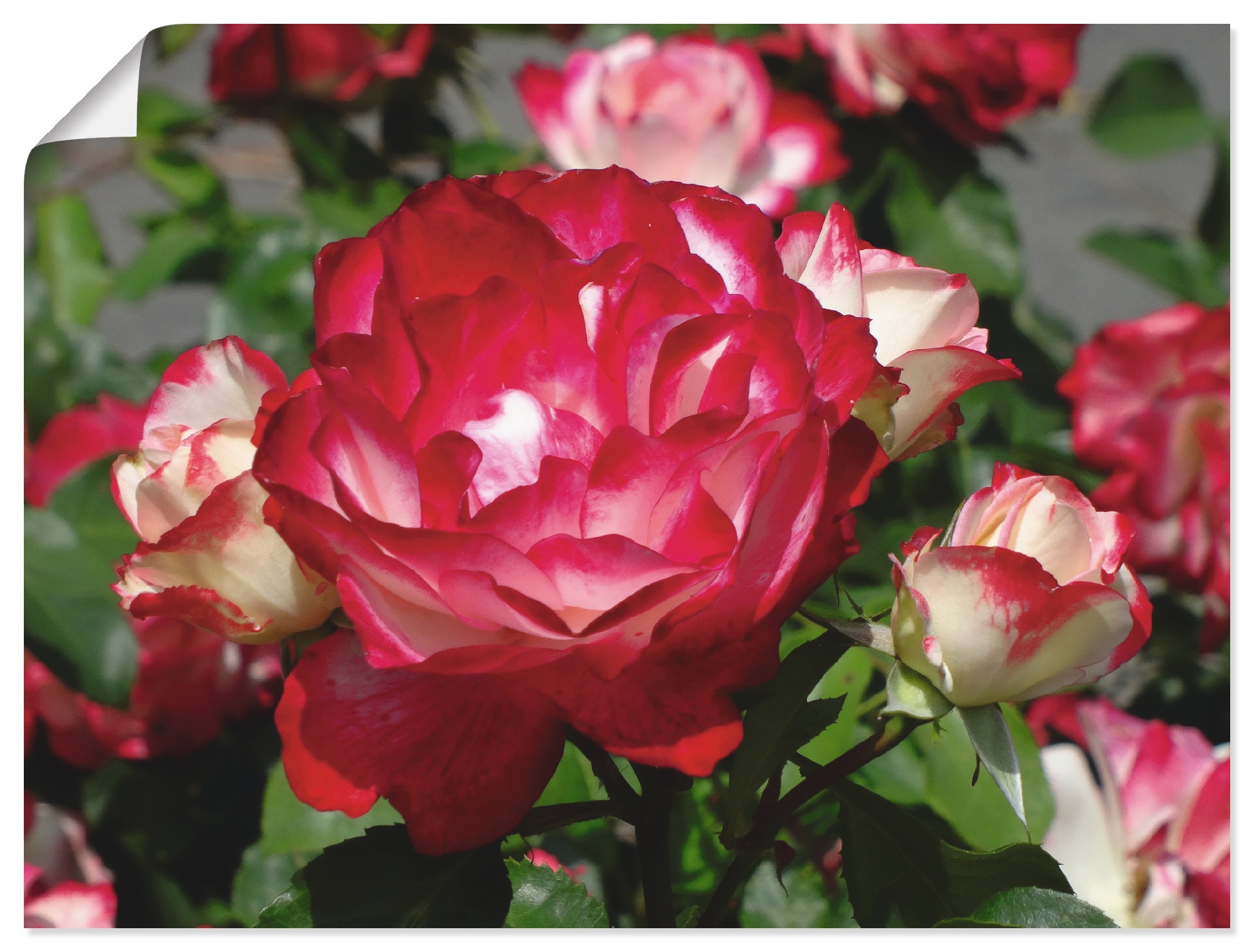 Artland Wandbild "Rot weiße Rosenblüte" Blumen 1 Stk. tlg. als Poster, Wand günstig online kaufen